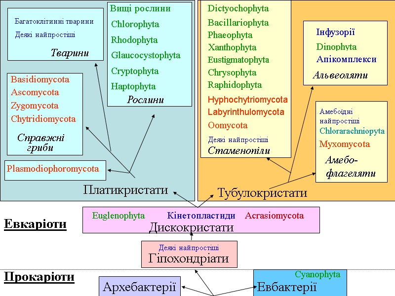 Альвеоляти Інфузорії Dinophyta Апікомплекси Прокаріоти Евкаріоти Дискокристати Евбактерії Архебактерії Гіпохондріати Деякі найпростіші Euglenophyta Кінетопластиди